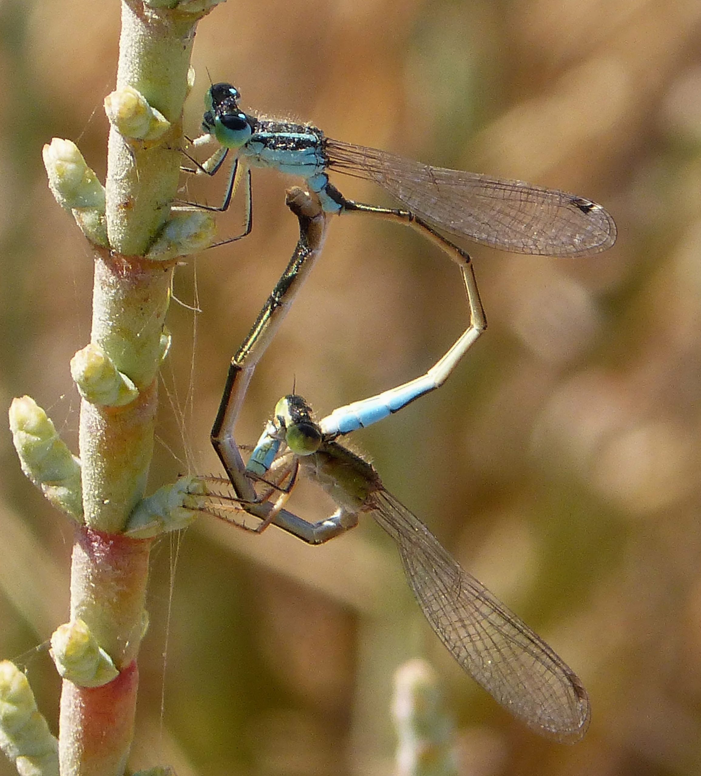 Ibrian_Bluetails(_^)_mating,_Ischnura_graellsii_-_Flickr_-_gailhampshire